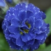 Primula Blue Sapphire - Abriachan Nurseries